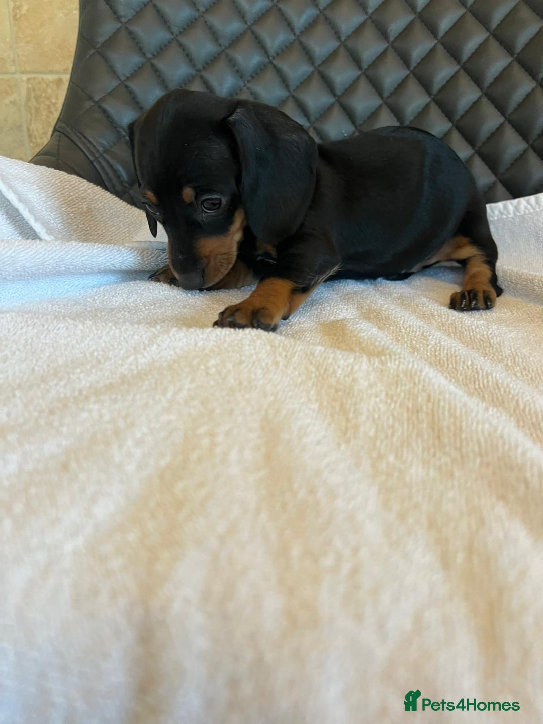 Dachshund dogs for sale: Dachshund puppies  - Advert 8