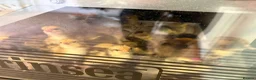 Chickens poultry for sale: Swedish Flower Hen – Rare Breed - Advert 5