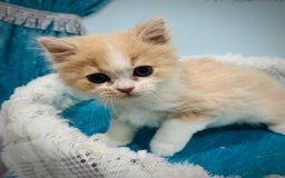 Turkish Angora cats for sale: Angora cross Persian kittens 🐱  - Image 9