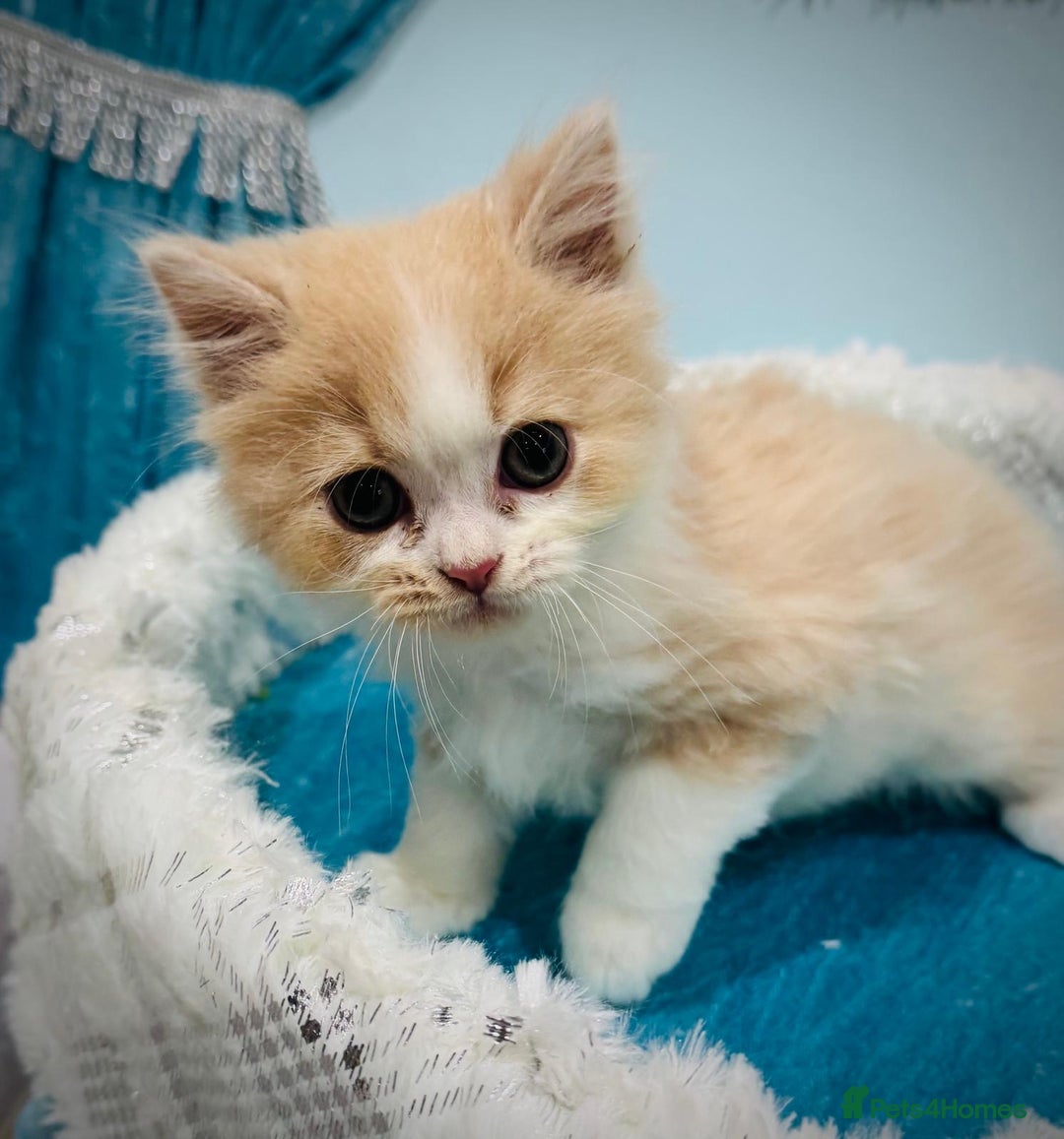 Turkish Angora cats for sale: Angora cross Persian kittens 🐱  - Image 9