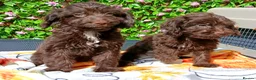 Cockapoo dogs for sale: FULLY VAX F1 COCKERPOOS H TESTED PARENTS  - Advert 2