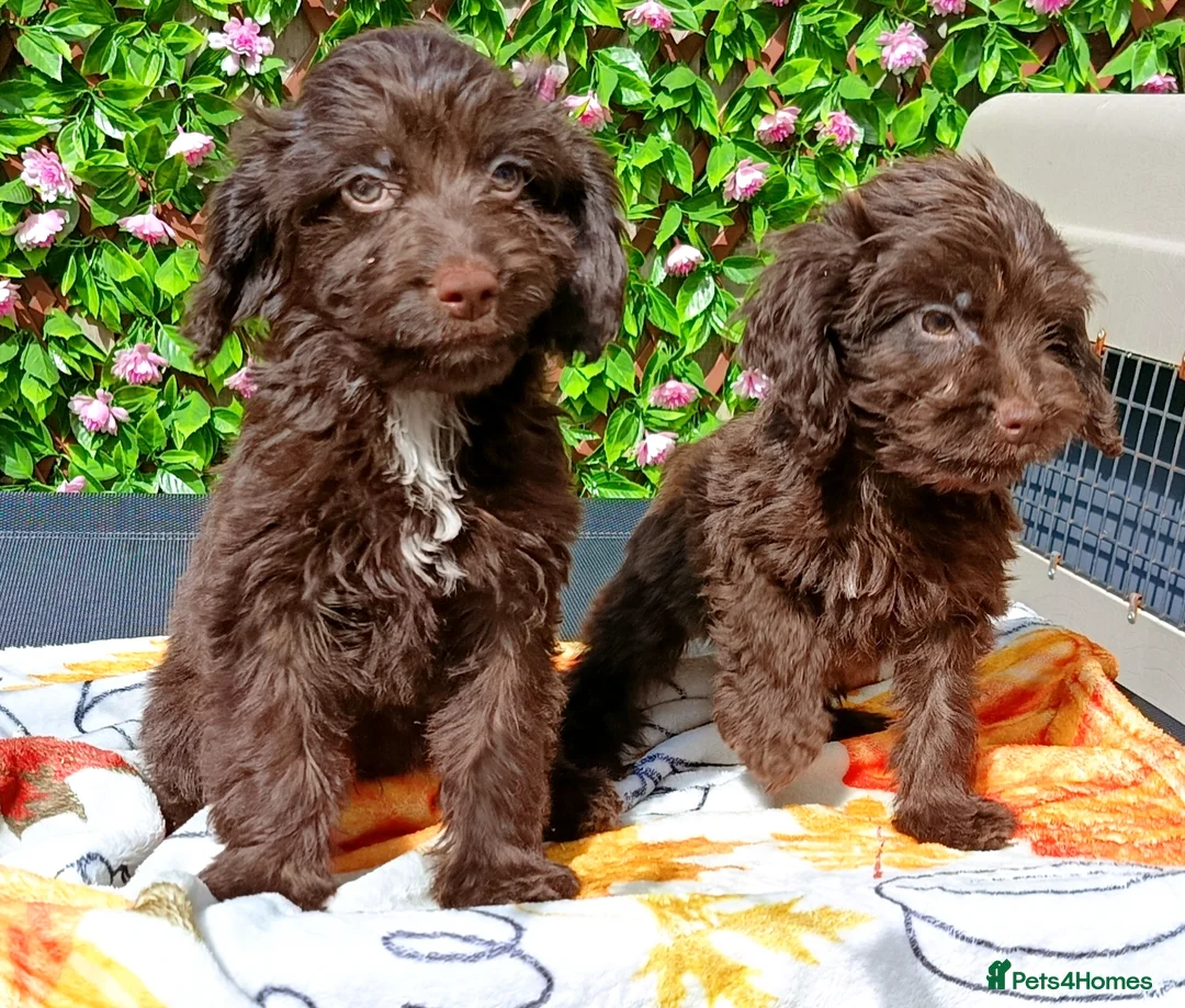 Cockapoo dogs for sale: FULLY VAX F1 COCKERPOOS H TESTED PARENTS  - Advert 2