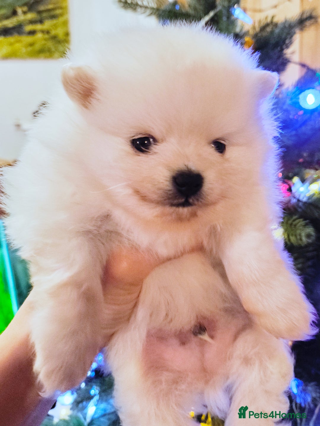 Pomeranian dogs for sale: 1 girl left - white/cream KC Pomeranian puppies  - Advert 16
