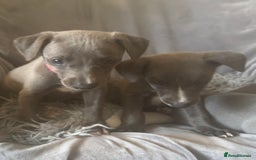 Whippet dogs for sale: Beautiful KC Reg Blue Whippet puppies - Image 6
