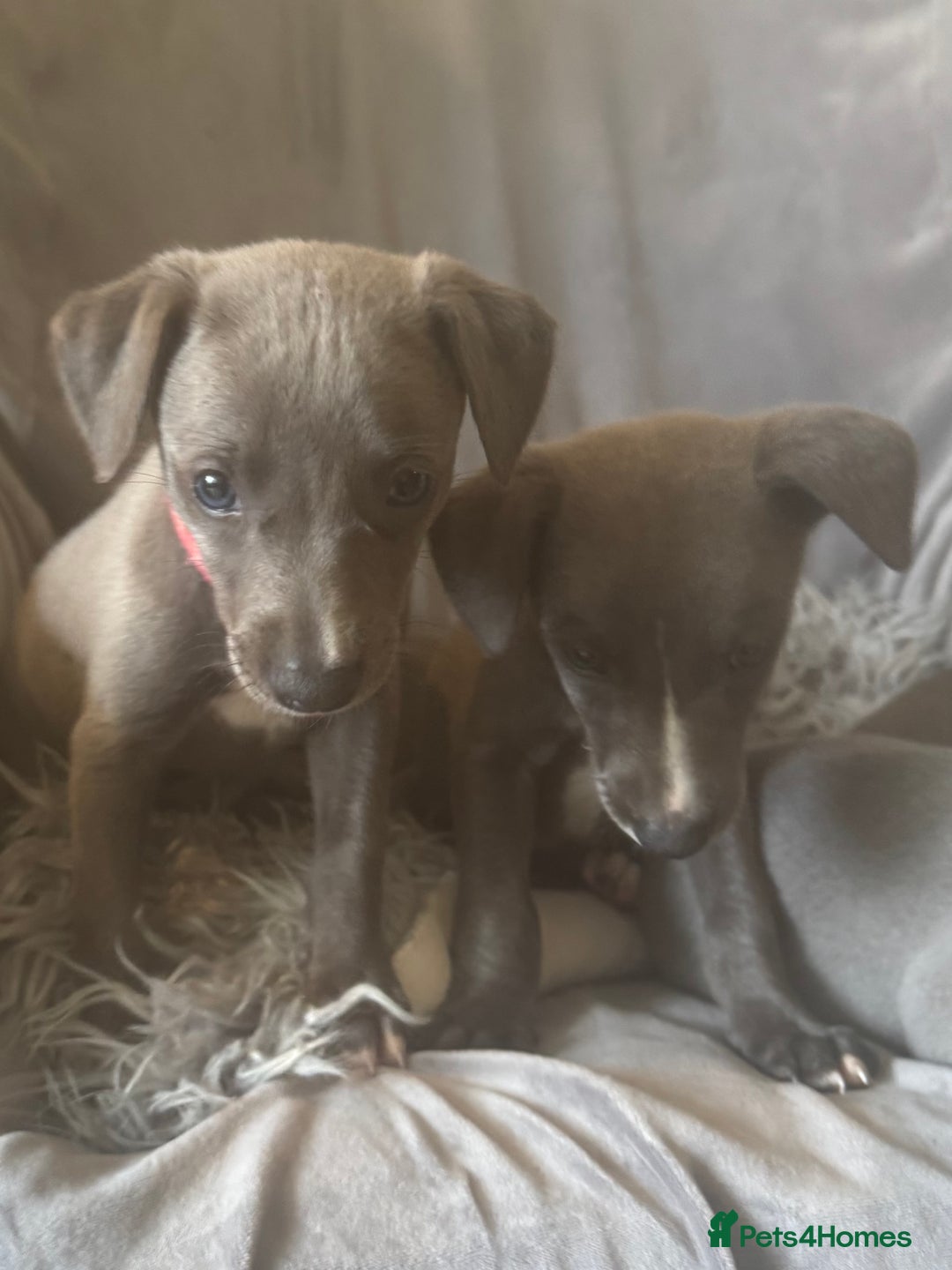 Whippet dogs for sale: Beautiful KC Reg Blue Whippet puppies - Image 6