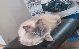 Ragdoll cats for sale: Mink ragdoll kittens - Image 19