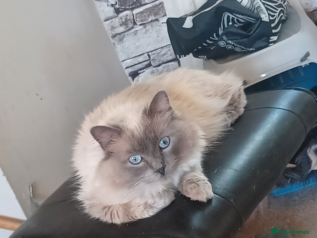 Ragdoll cats for sale: Mink ragdoll kittens - Image 19