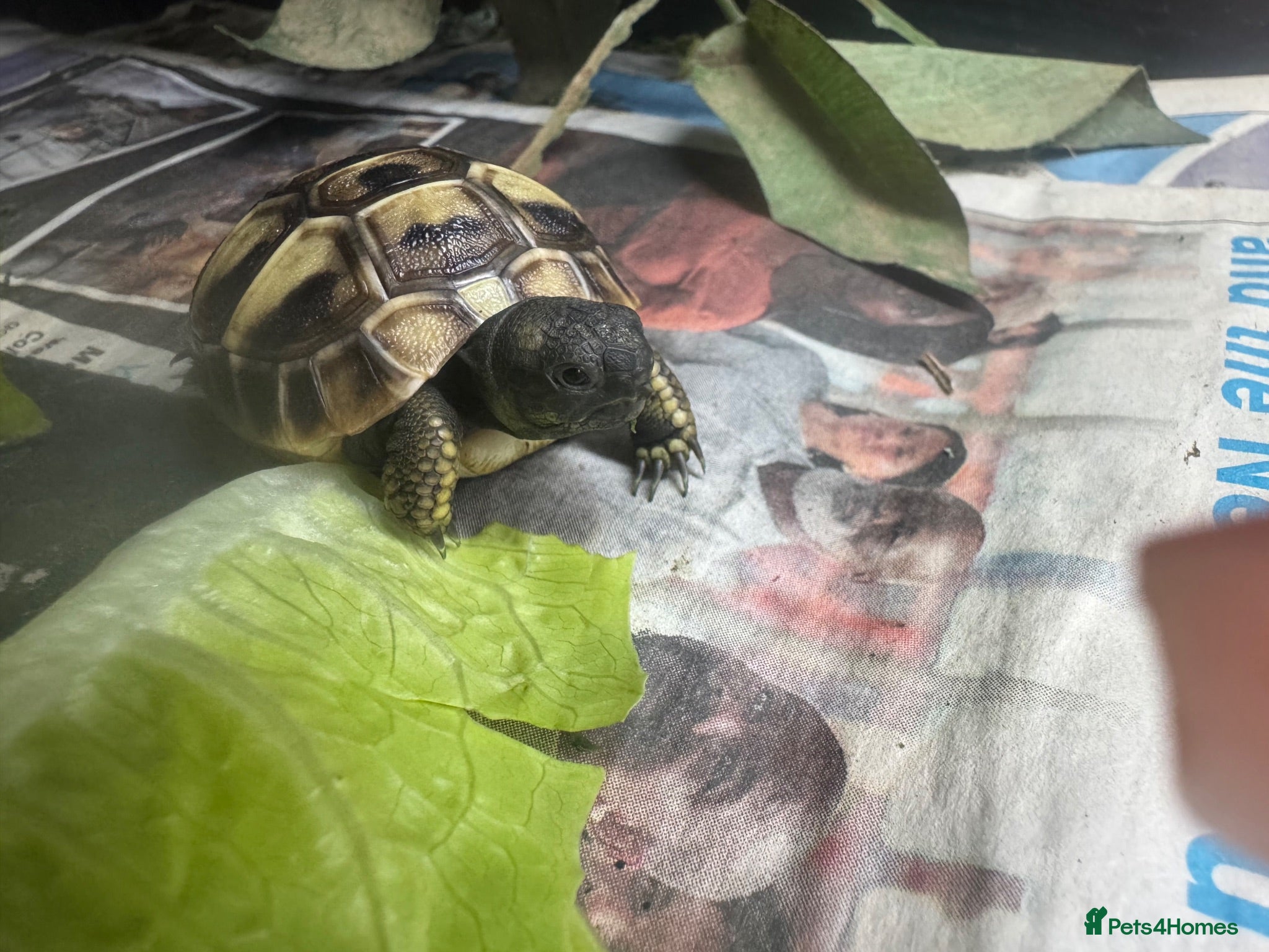 Hermann Tortoise reptiles Hermann tortoise - Advert 2
