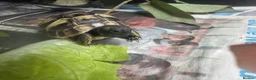Hermann Tortoise reptiles for sale: Hermann tortoise - Advert 1