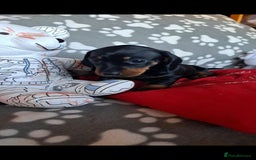 Dachshund dogs for sale: Beautiful Dachshund Puppies - Advert 3