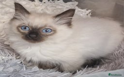 Ragdoll cats for sale: Gorgeous gccf reg Ragdoll kittens  - Image 4
