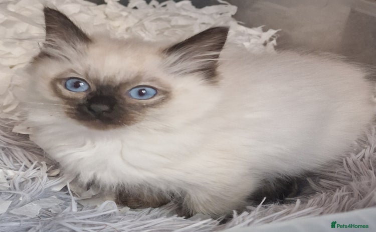 Ragdoll cats - Advert 1