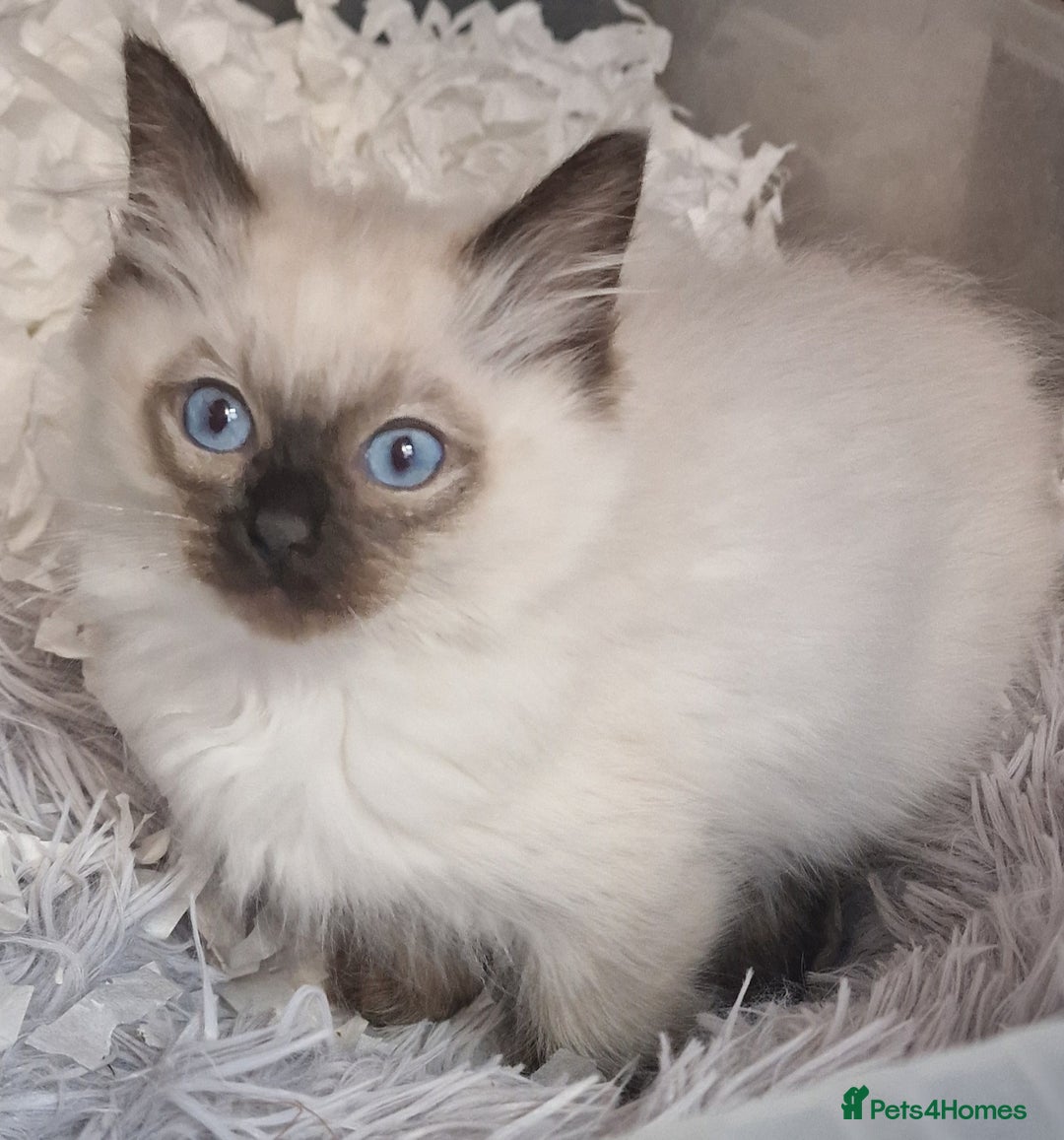Ragdoll cats for sale: Gorgeous gccf reg Ragdoll kittens  - Image 4