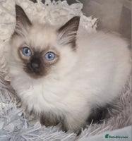 Ragdoll cats - Advert 2