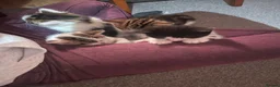 Mixed Breed cats for sale: Beautiful kittens looking for a loving homes  - Advert 14