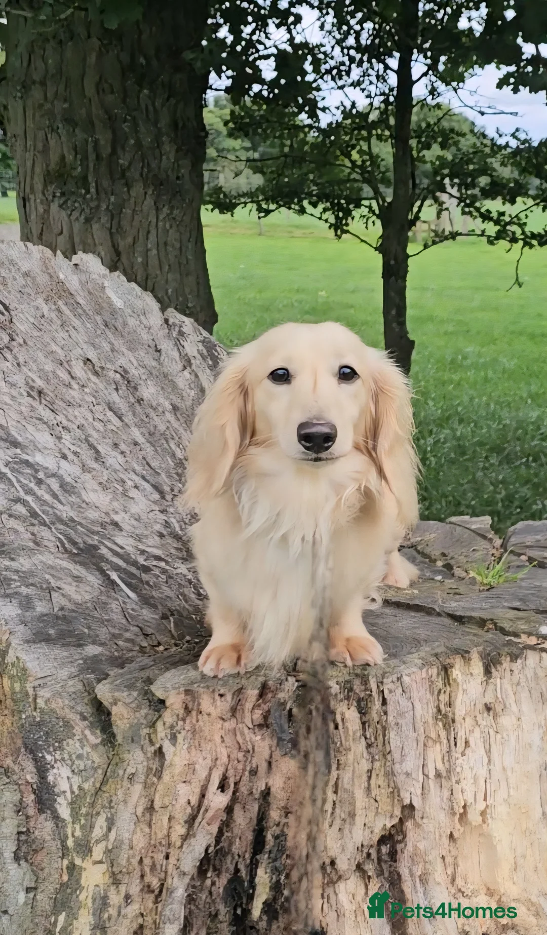 Miniature Dachshund dogs for stud: Cream Long-haired miniature Dachshund kc reg in Blackburn - Advert 25