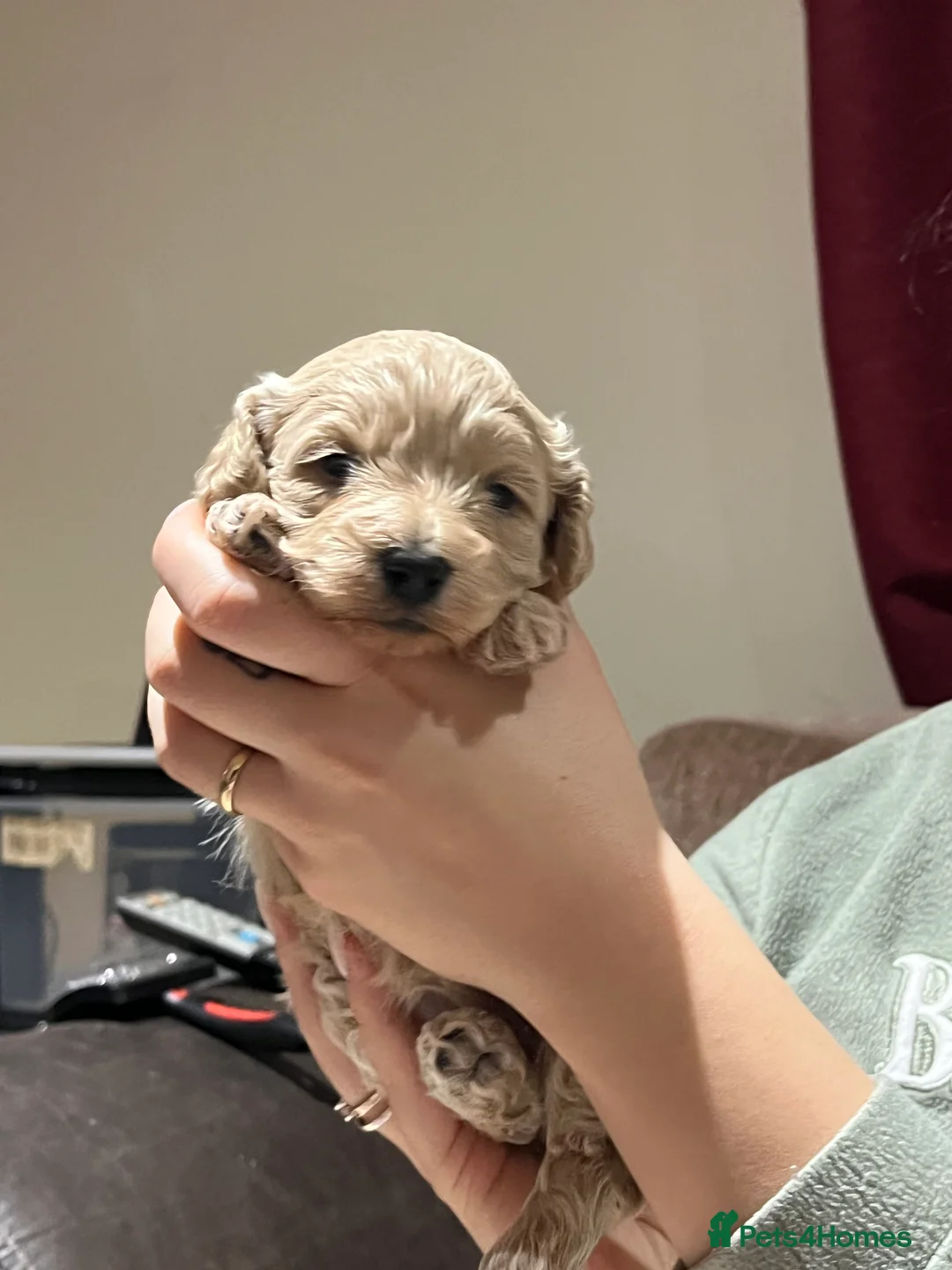 Maltipoo dogs for sale: Pure Maltipoo Puppies   - Advert 13