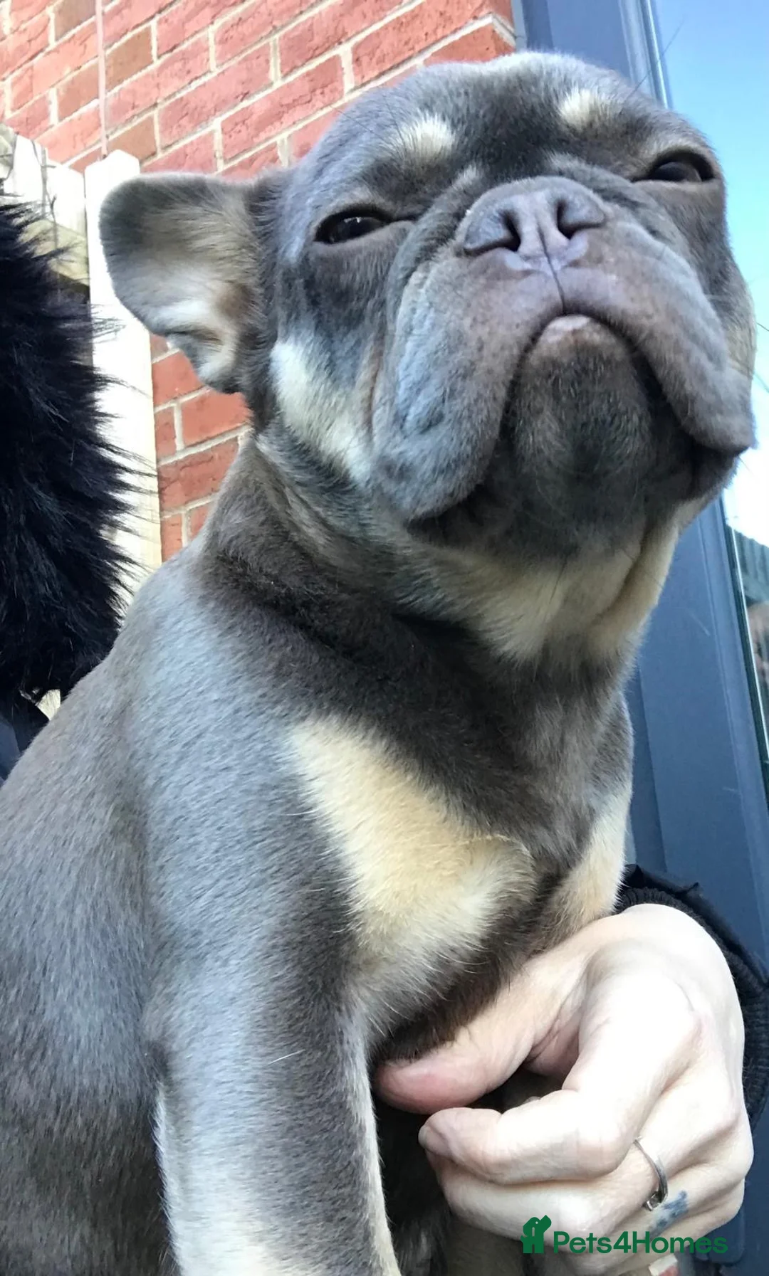 French Bulldog dogs for sale: 🐾 BEAUTIFUL KC REG FLUFFY GIRL 🐾  - Advert 4