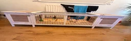 Dwarf Lop rabbits for sale: 2 male bonded pair rabbits  - Advert 4