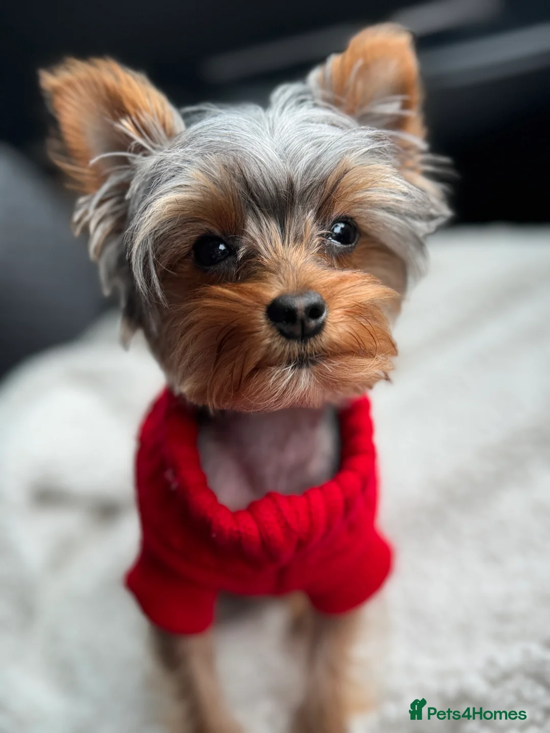 Yorkshire Terrier dogs for stud: STUD !!!boy mini Pure breed Yorkshire Terrier stud in London - Advert 4