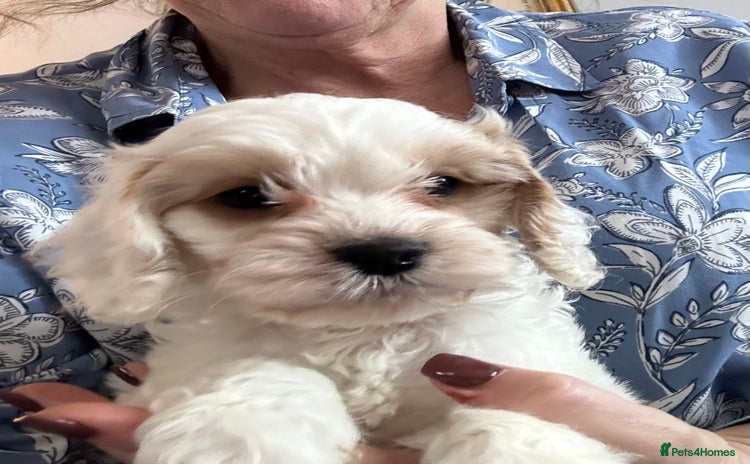 Cockapoo dogs BEAUTIFUL HEALTH CLEAR F1 COCKAPOOS - Advert 3