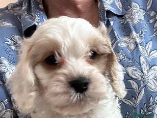 Cockapoo dogs BEAUTIFUL HEALTH CLEAR F1 COCKAPOOS - Advert 16