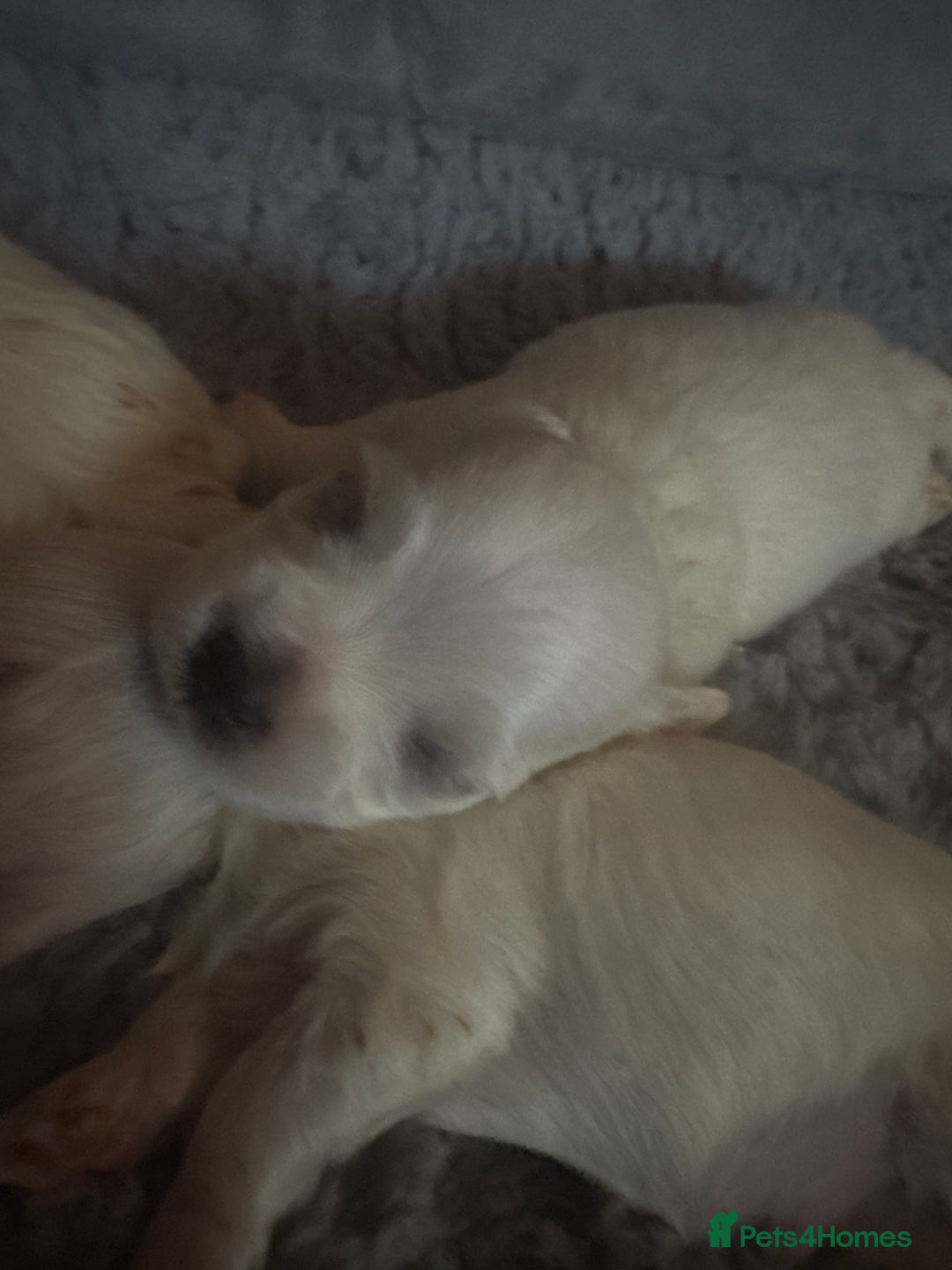 Maltese dogs for sale: Maltese For Sale  - Advert 9