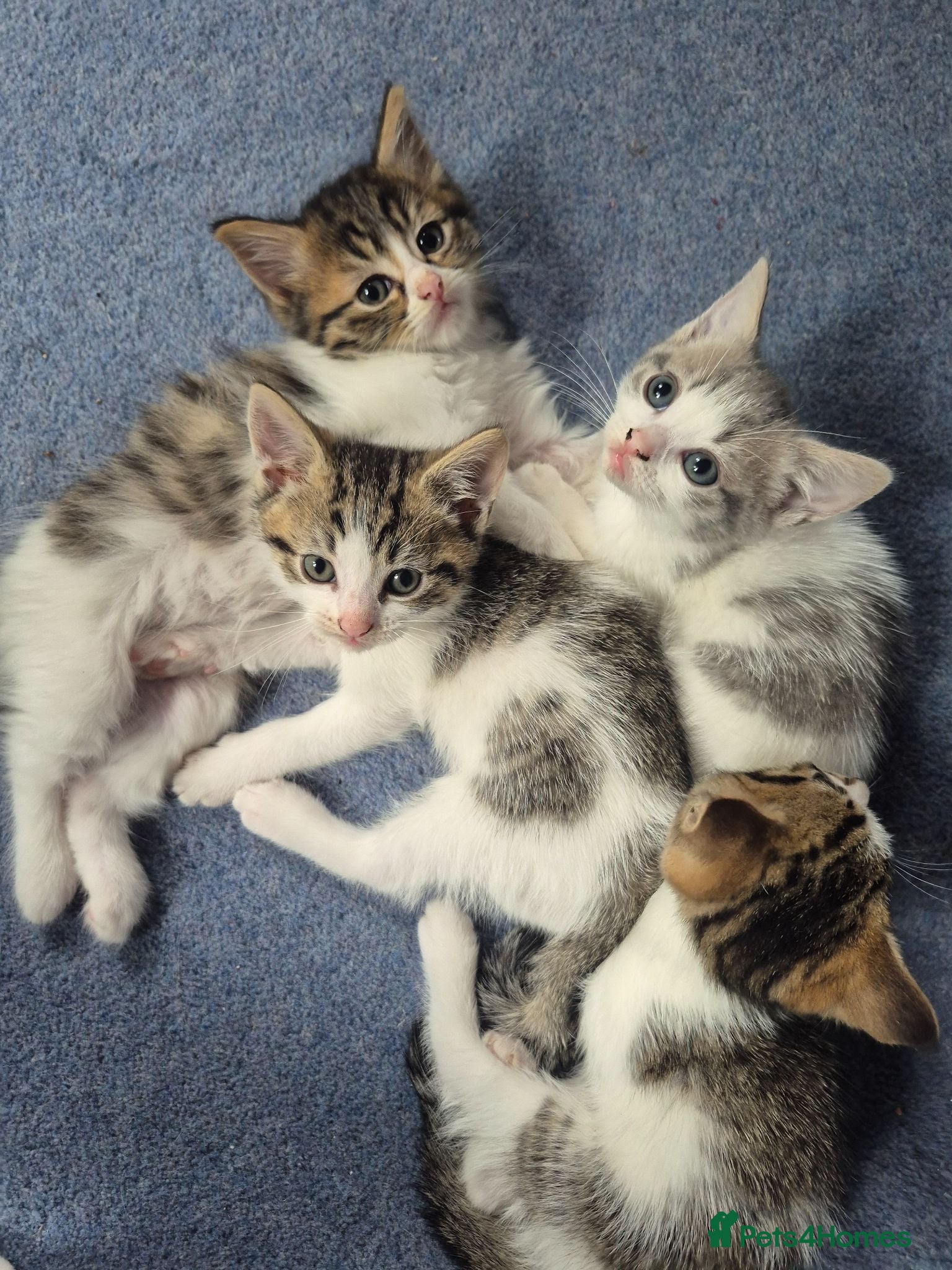 Mixed Breed cats Gorgeous kittens for sale - Advert 5