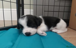 Mixed Breed dogs for sale: Border Beagle Puppies  - Image 4