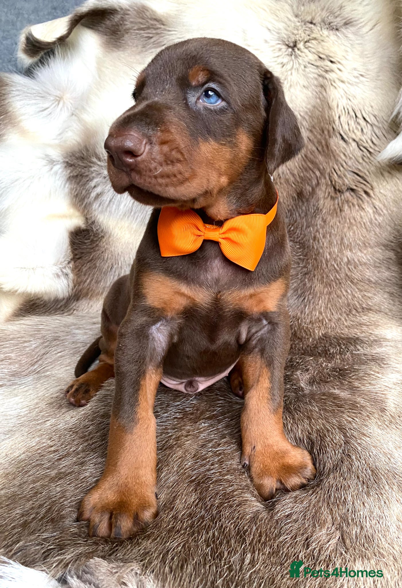 Dobermann dogs for sale: *KC REGISTERED* HEALTH TESTED DOBERMAN PUPPIES - Advert 30
