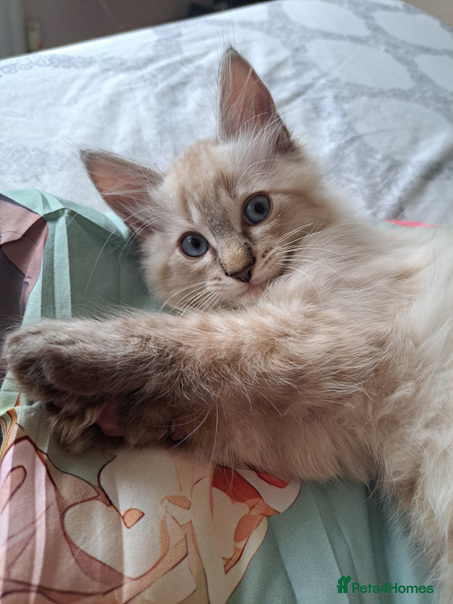 Mixed Breed cats ASAP blue-eyed chocolate boy 😸  - Advert 18