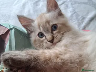 Mixed Breed cats ASAP blue-eyed chocolate boy 😸 - Advert 18