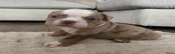 Olde English Bulldogge dogs for sale: Stunning! Olde English Bulldogges - Advert 31