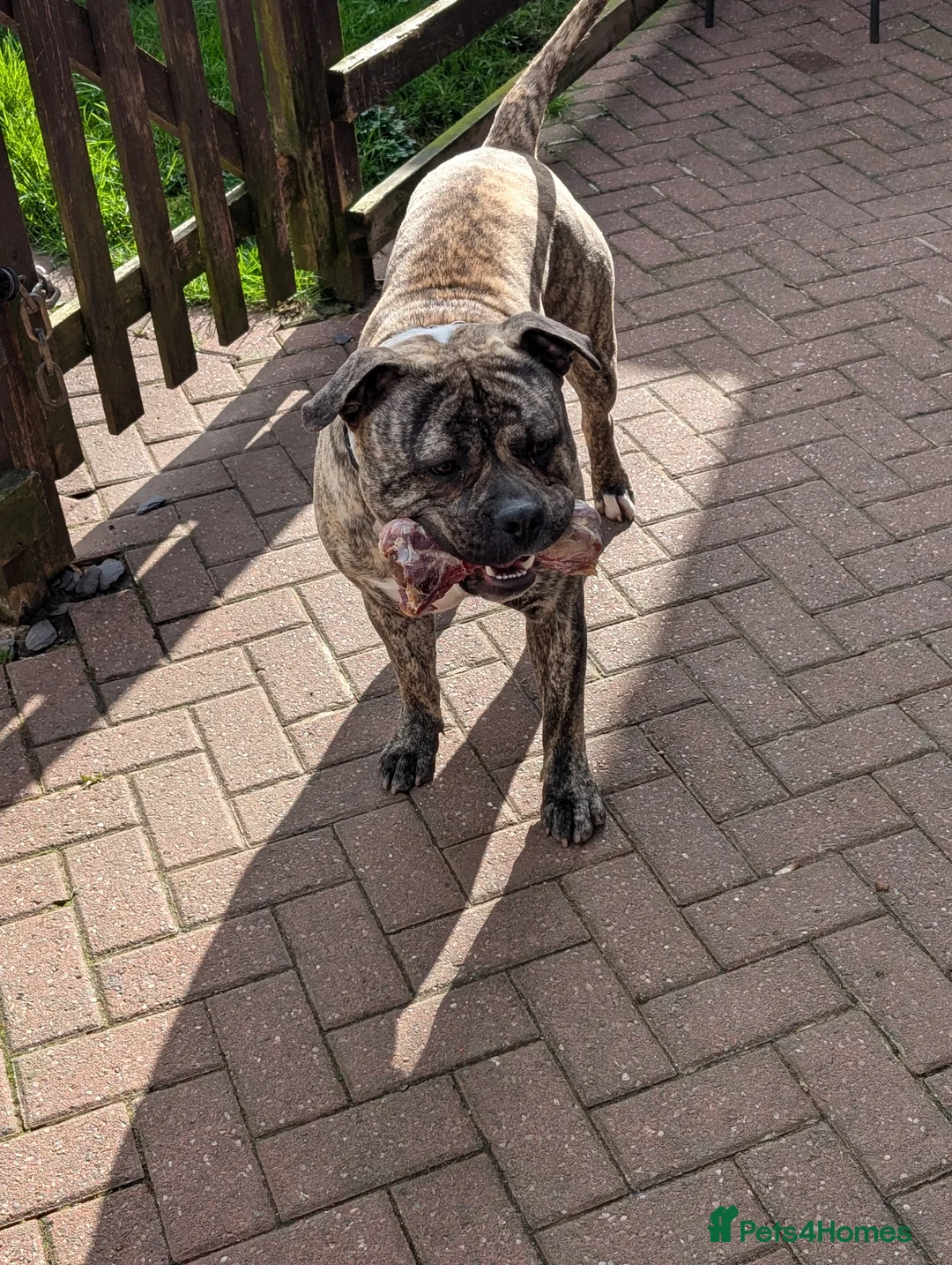 Mixed Breed dogs for sale: Bull type for sale in Stoke-on-Trent - Advert 10