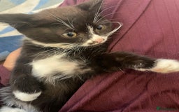 Mixed Breed cats for sale: cute kitten needs a home  - Image 1