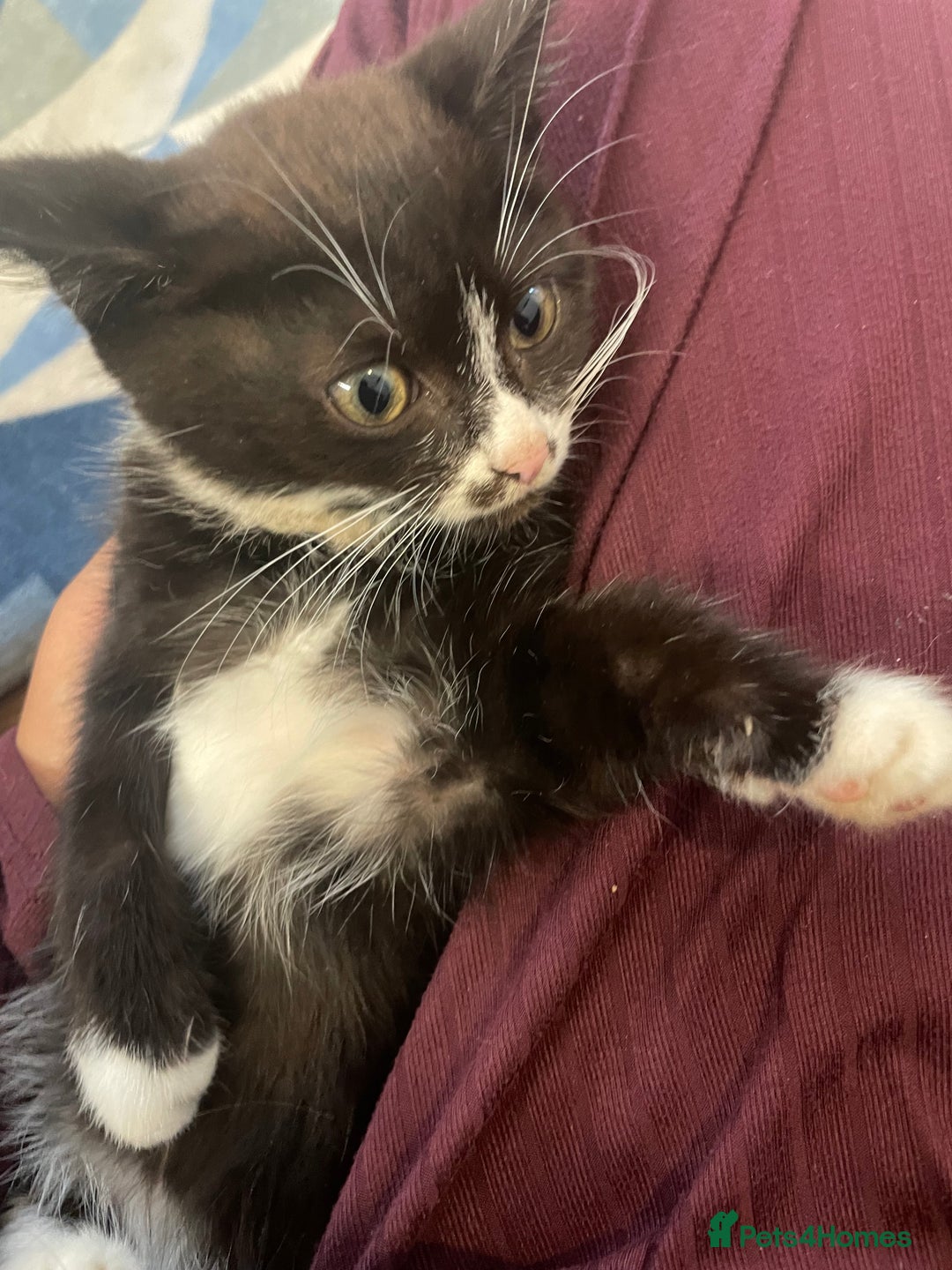 Mixed Breed cats for sale: cute kitten needs a home  - Image 1