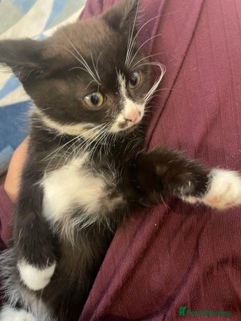 Mixed Breed cats - Advert 11