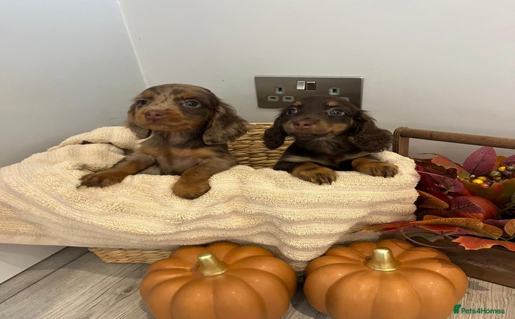 Miniature Dachshund dogs - Advert 1