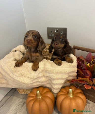 Miniature Dachshund dogs - Advert 5