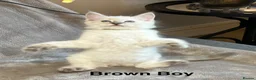 Ragdoll cats for sale: 😻Pure Ragdoll Kittens looking for loving home ❤️ - Advert 22