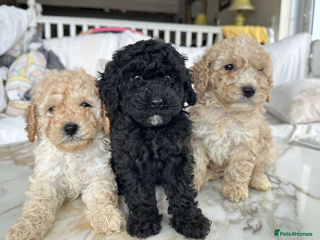Miniature Poodle dogs for sale: Pedigree club registered 3 Miniature poodles!  - Advert 4