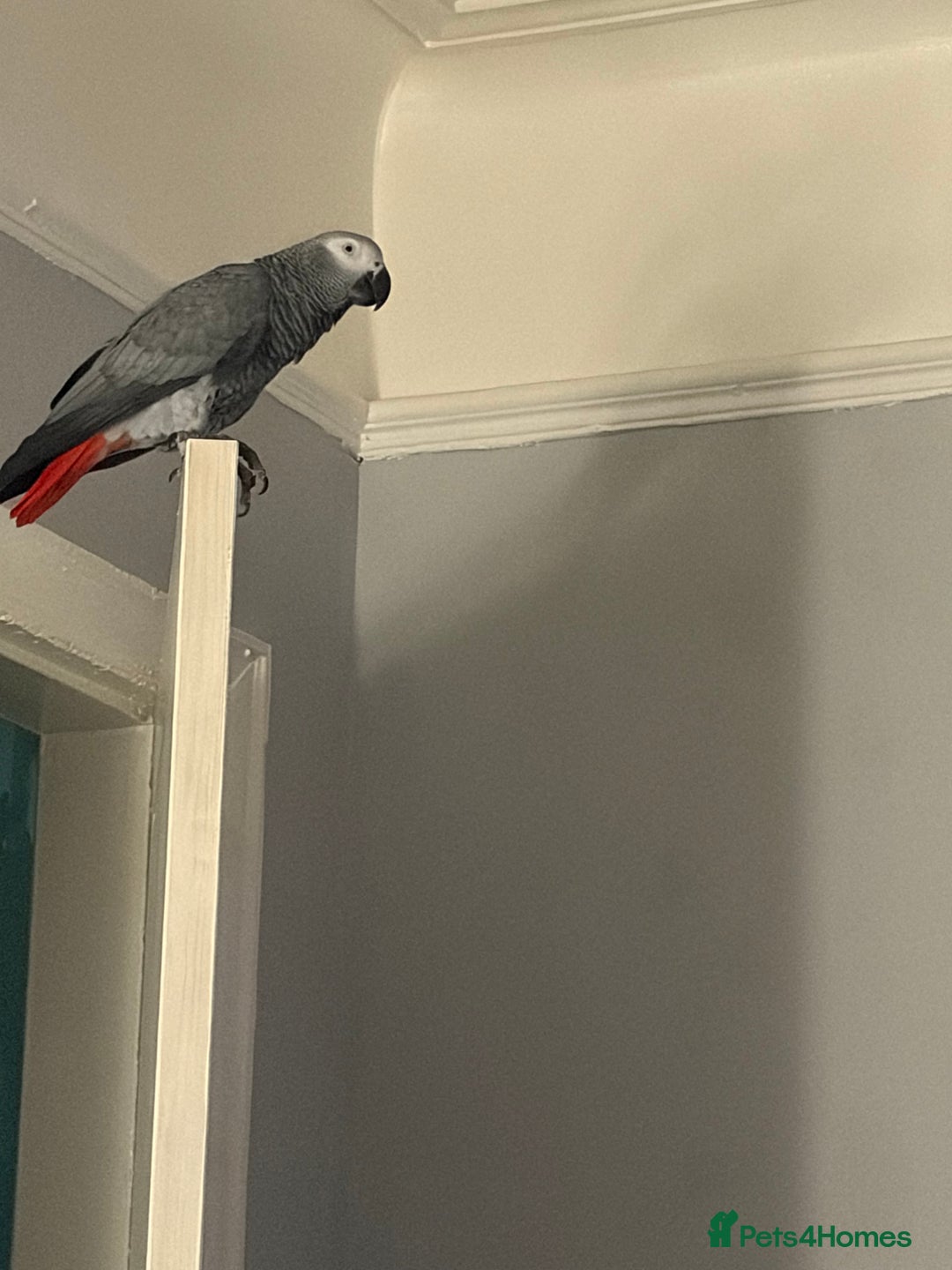 Parrots birds for sale: Charlie  - Advert 3