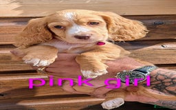 Cocker Spaniel dogs for sale: Working Cocker spaniel puppies  - Image 3
