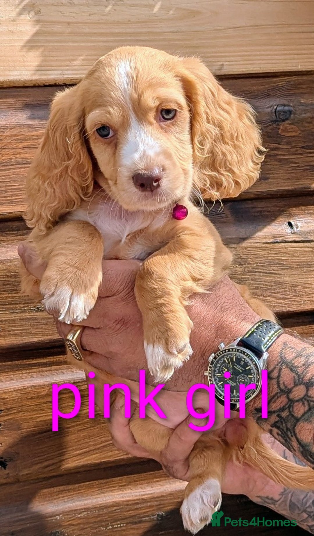 Cocker Spaniel dogs for sale: Working Cocker spaniel puppies  - Image 3