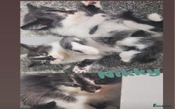 Mixed Breed cats for sale:  3 cute kittens  - Image 5