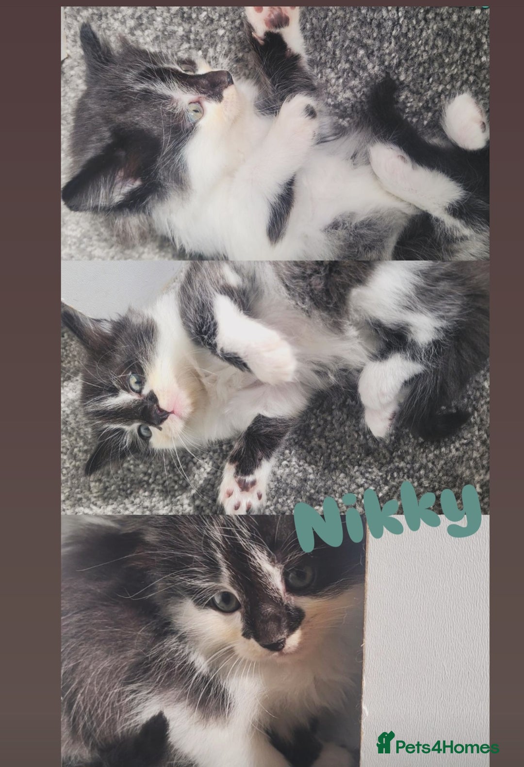 Mixed Breed cats for sale:  3 cute kittens  - Image 5