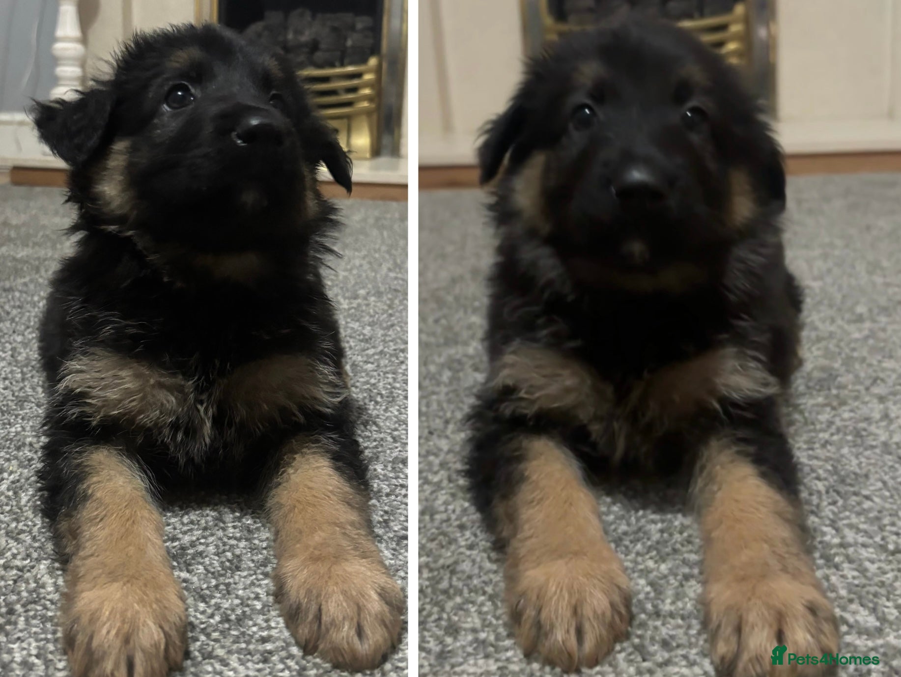 German Shepherd dogs German Shepherd Pups - Advert 4