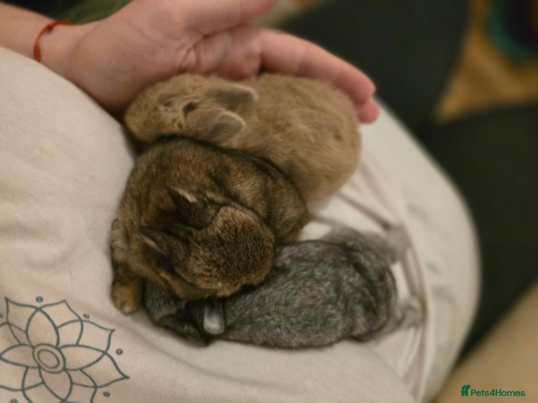 Netherland Dwarf rabbits for sale: Netherland dwarf babies bunnies - Advert 8