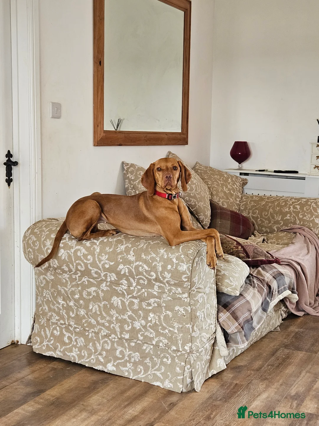 Hungarian Vizsla dogs for sale: Health checked KC reg strong Visla puppies.  - Advert 2