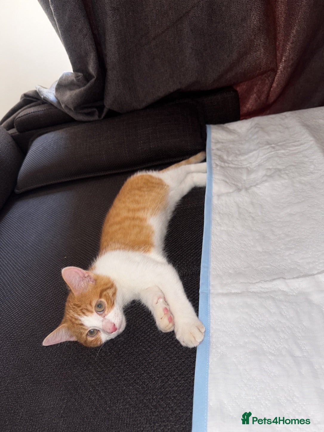 Mixed Breed cats 11 week ginger male kitten - Advert 1